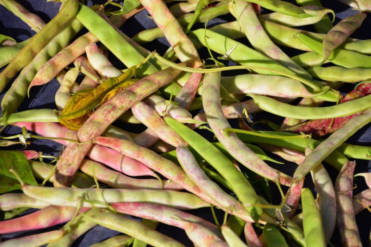 Caparrones Caparrones